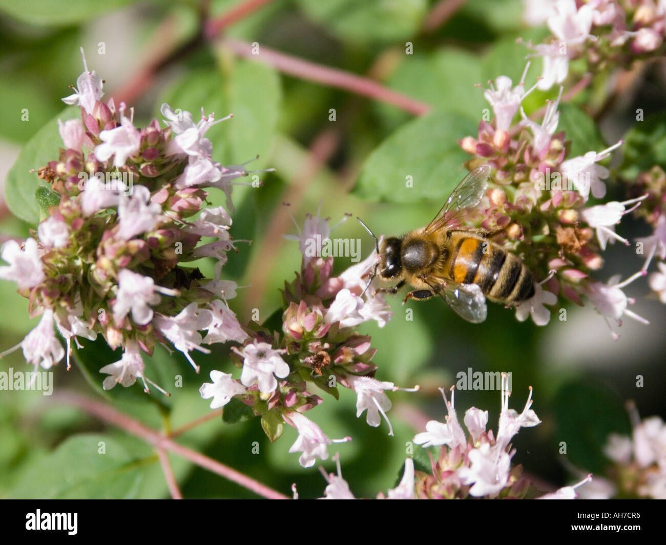 Honey bee on flowering thyme Stock Photo