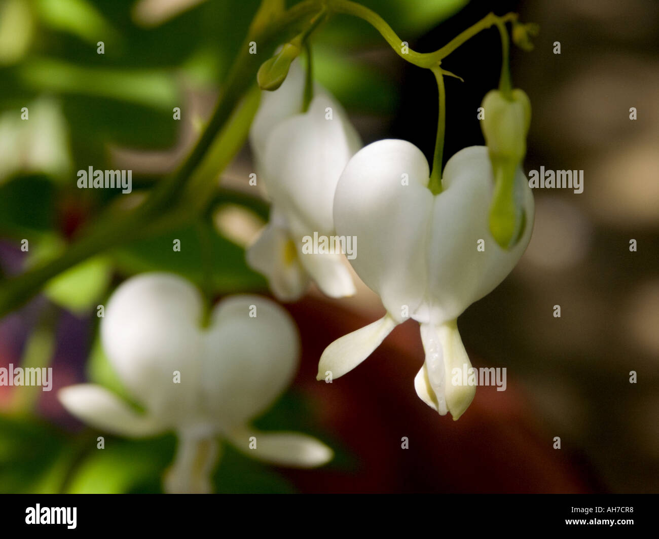 Close up of white bleeding heart flowers Stock Photo