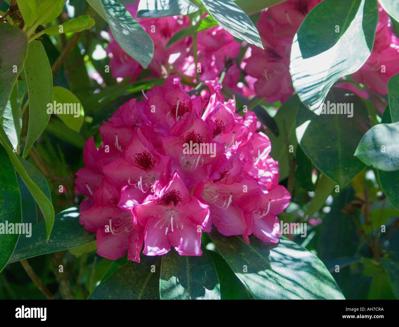 Deep pink Rhododendron flower Stock Photo