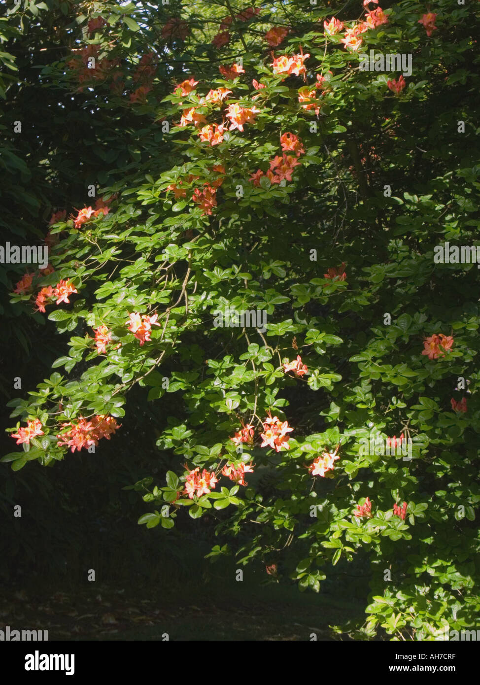 Orange Azalea Stock Photo