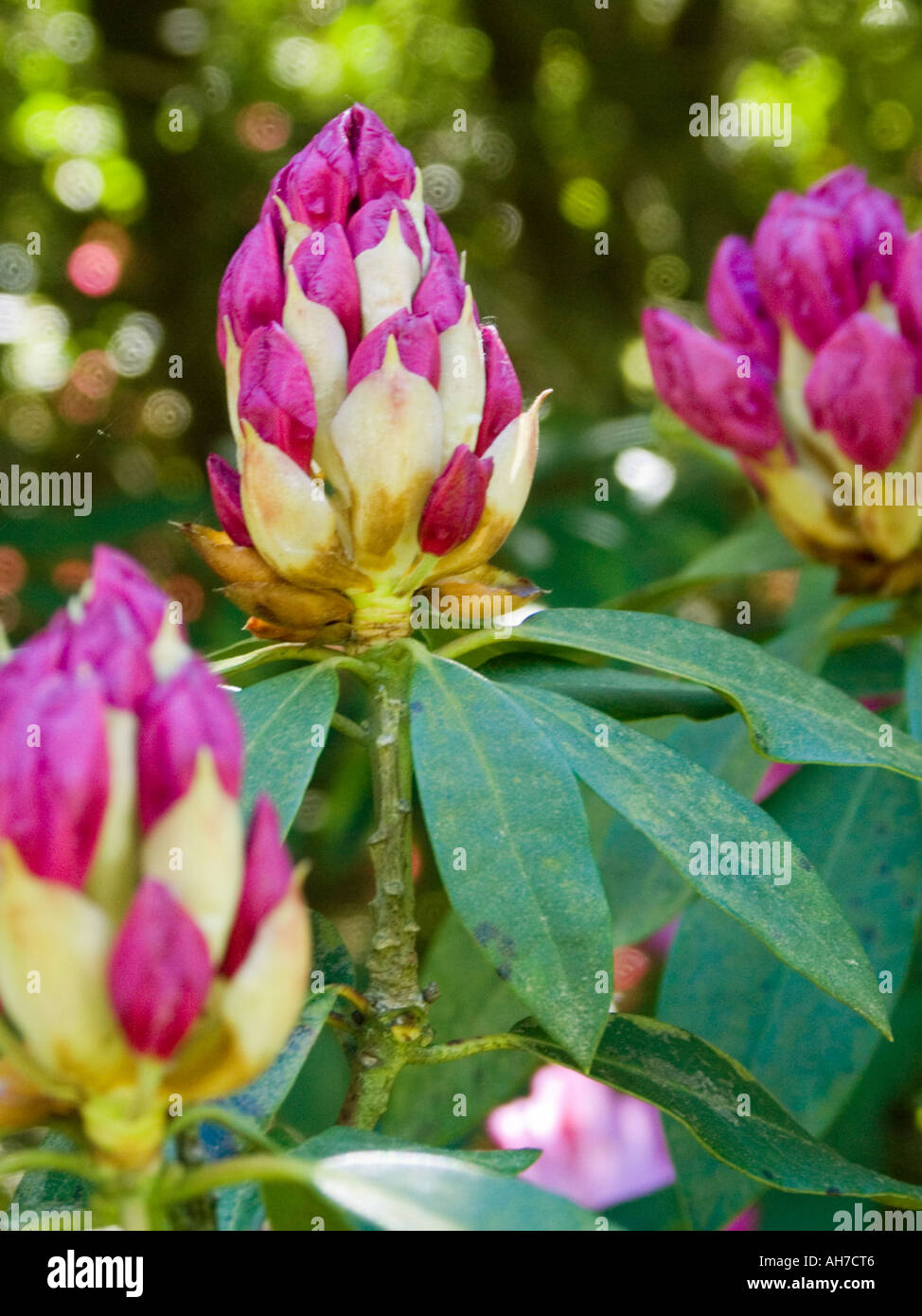 Deep pink Rhododendron in bud Stock Photo