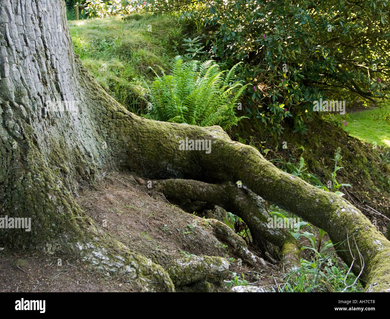 Forest tree roots Stock Photo
