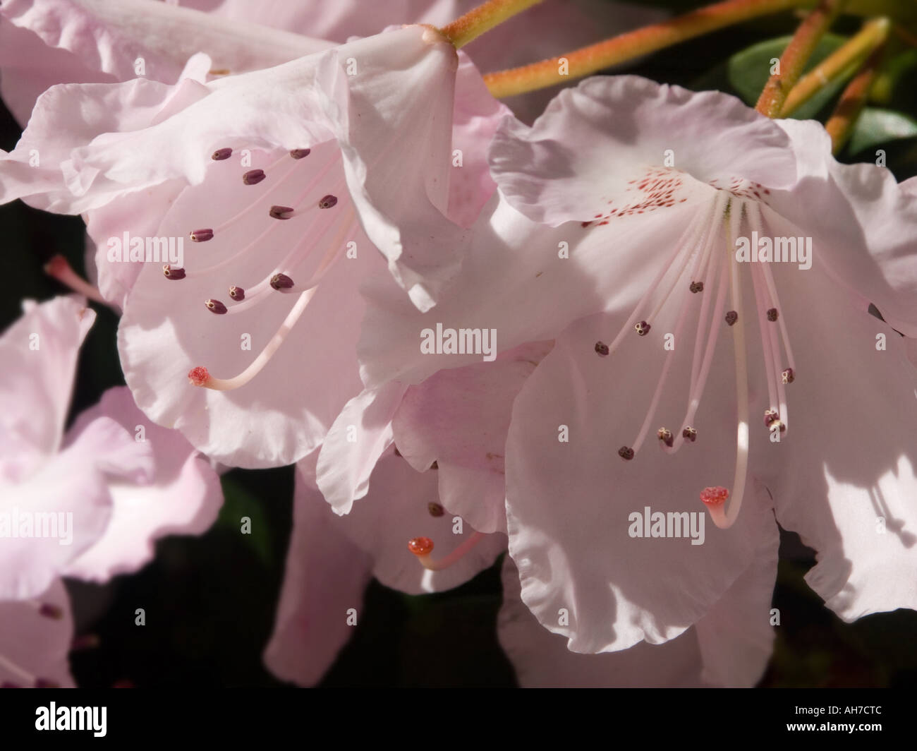 Close up of light pink Rhododendron flowers Stock Photo
