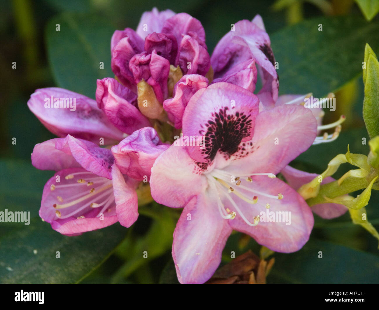 Close up of deep pink Rhododendron flowers in semi bud Stock Photo