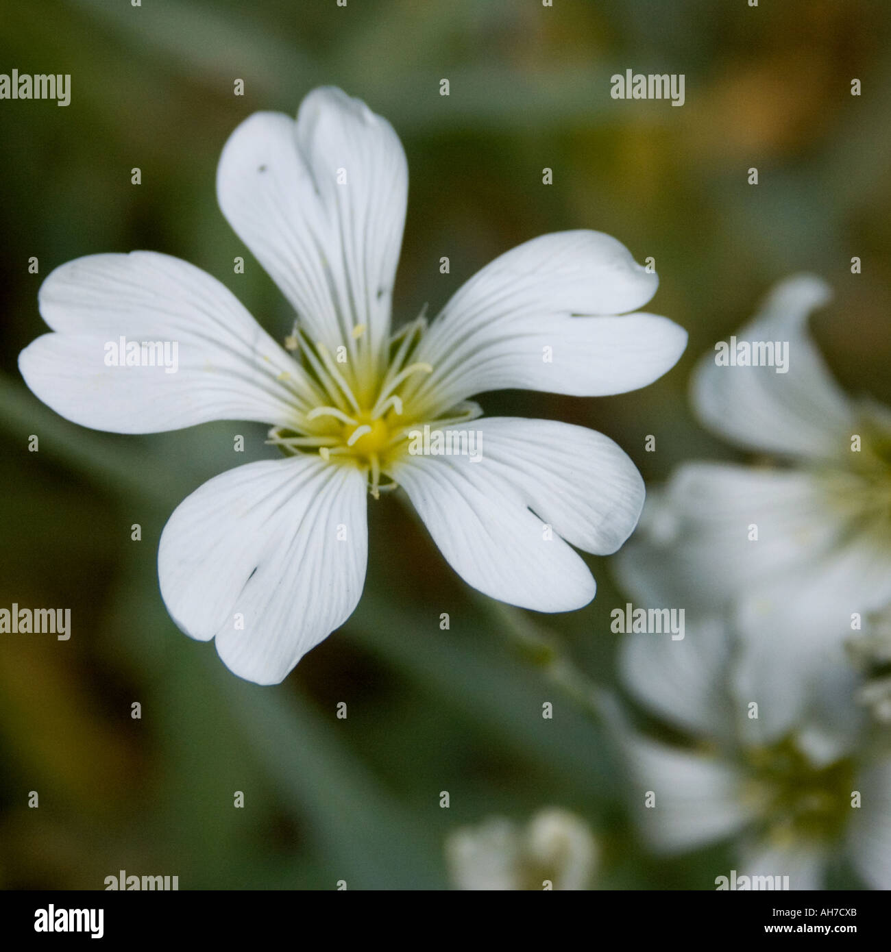 Close up of white Cerastium flower Silver Carpet, Snow in Summer Stock Photo