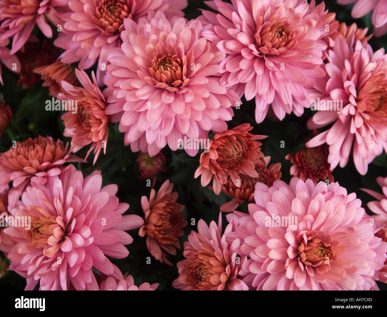 Close up of deep pink Chrysanthemum flowers Stock Photo