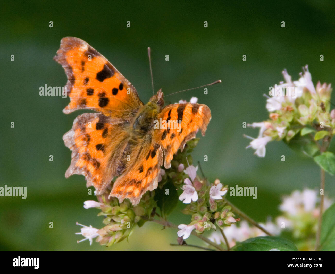 Comma butterfly on flowering thyme Stock Photo