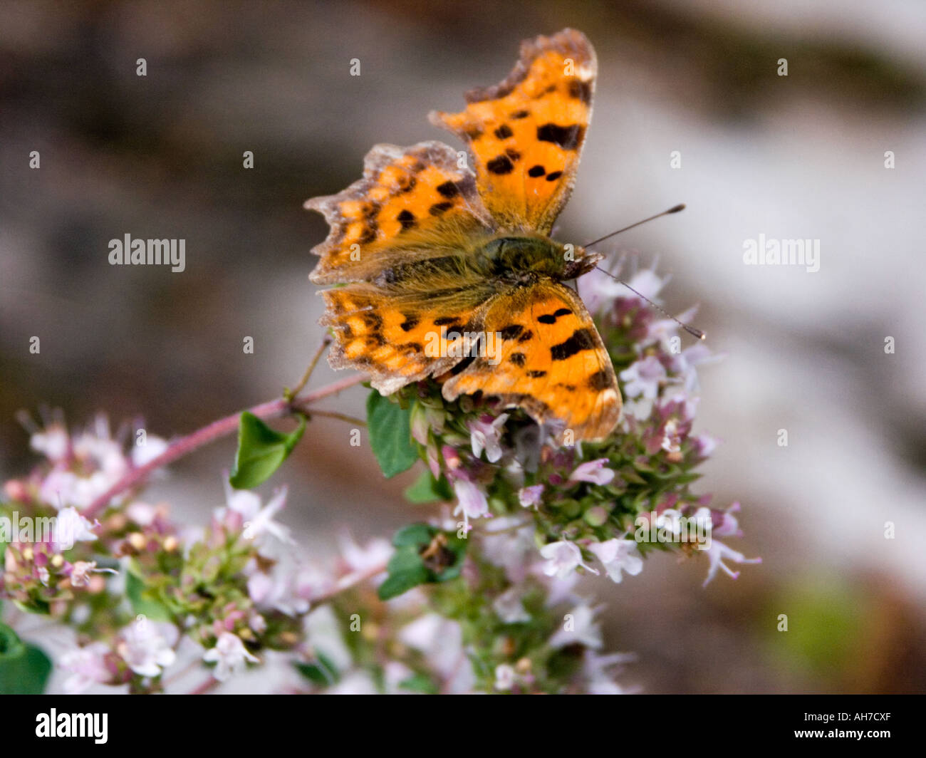 Comma butterfly on flowering thyme Stock Photo