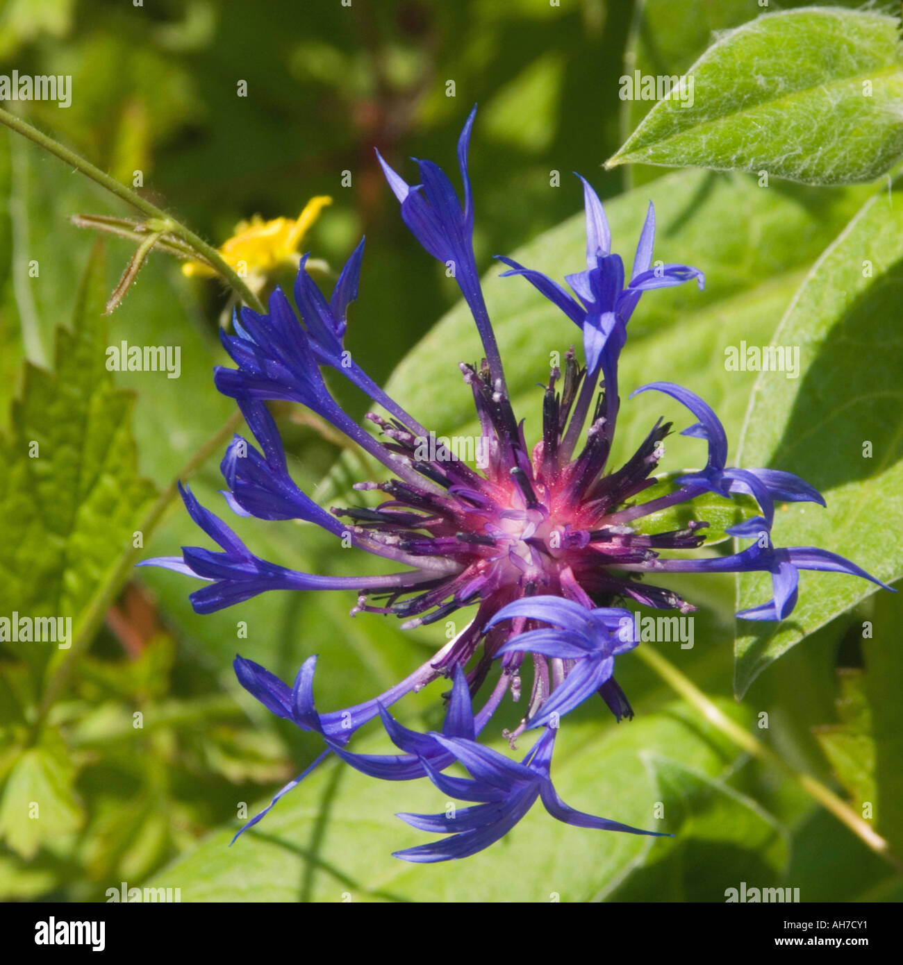 Close up of Perennial Cornflower, Centaurea Montana Stock Photo