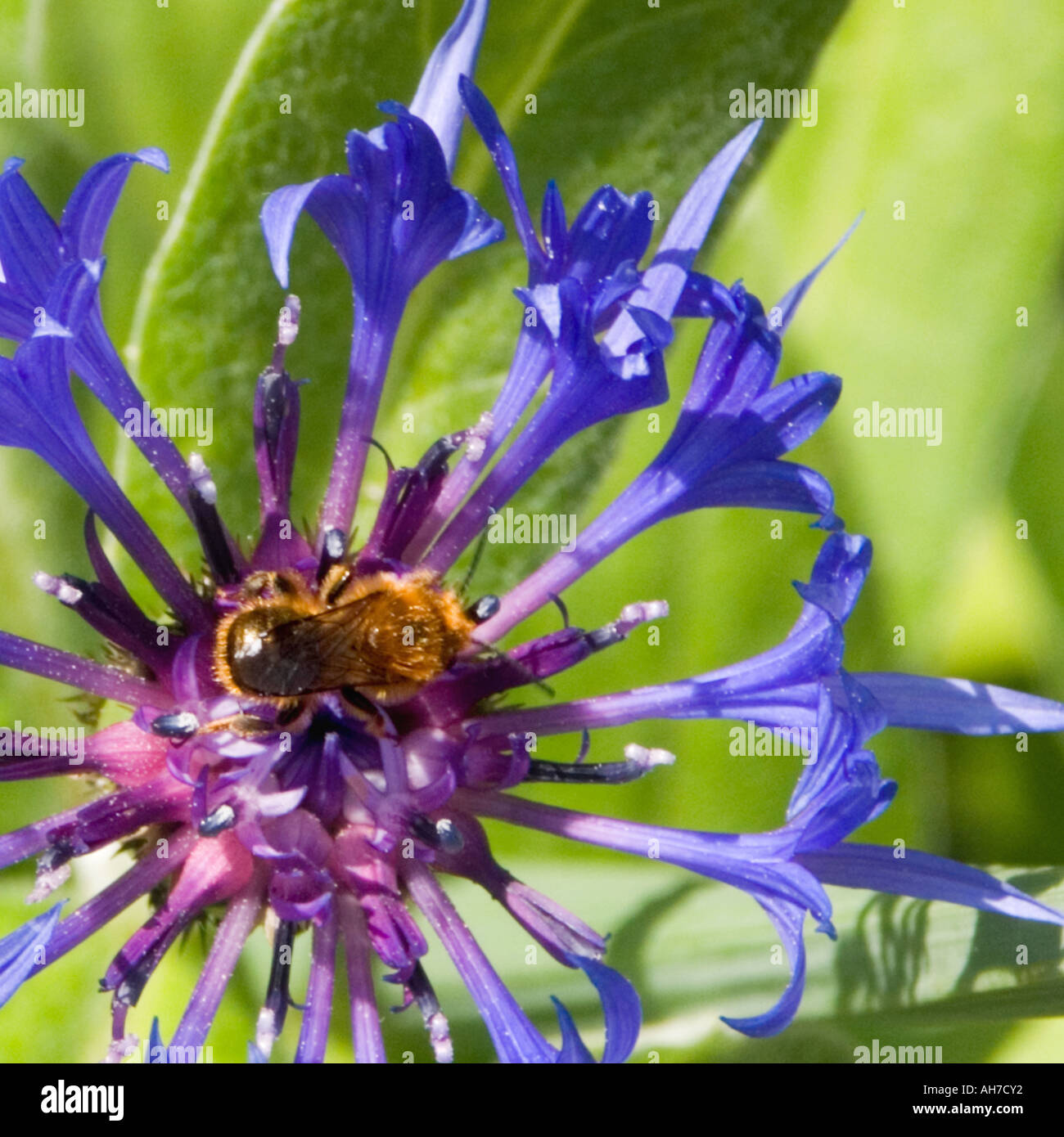 Close up of Perennial Cornflower, Centaurea Montana with Bee Stock Photo