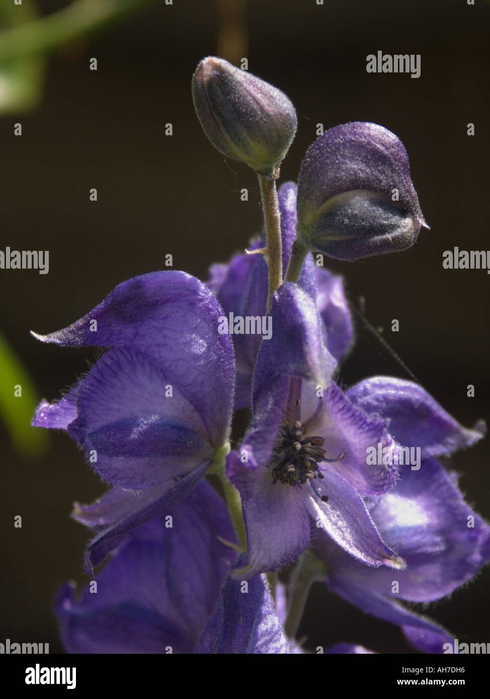 Close up of the top of a purple blue Delphinium flower spike Stock Photo