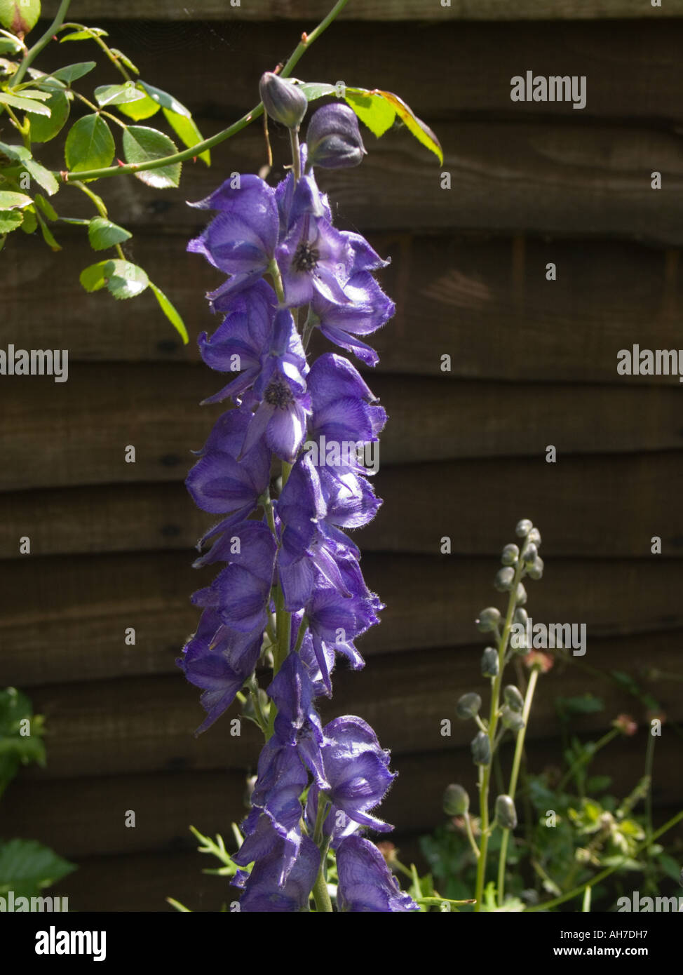 Purple blue delphinium flower spike in front of a timber fence Stock Photo