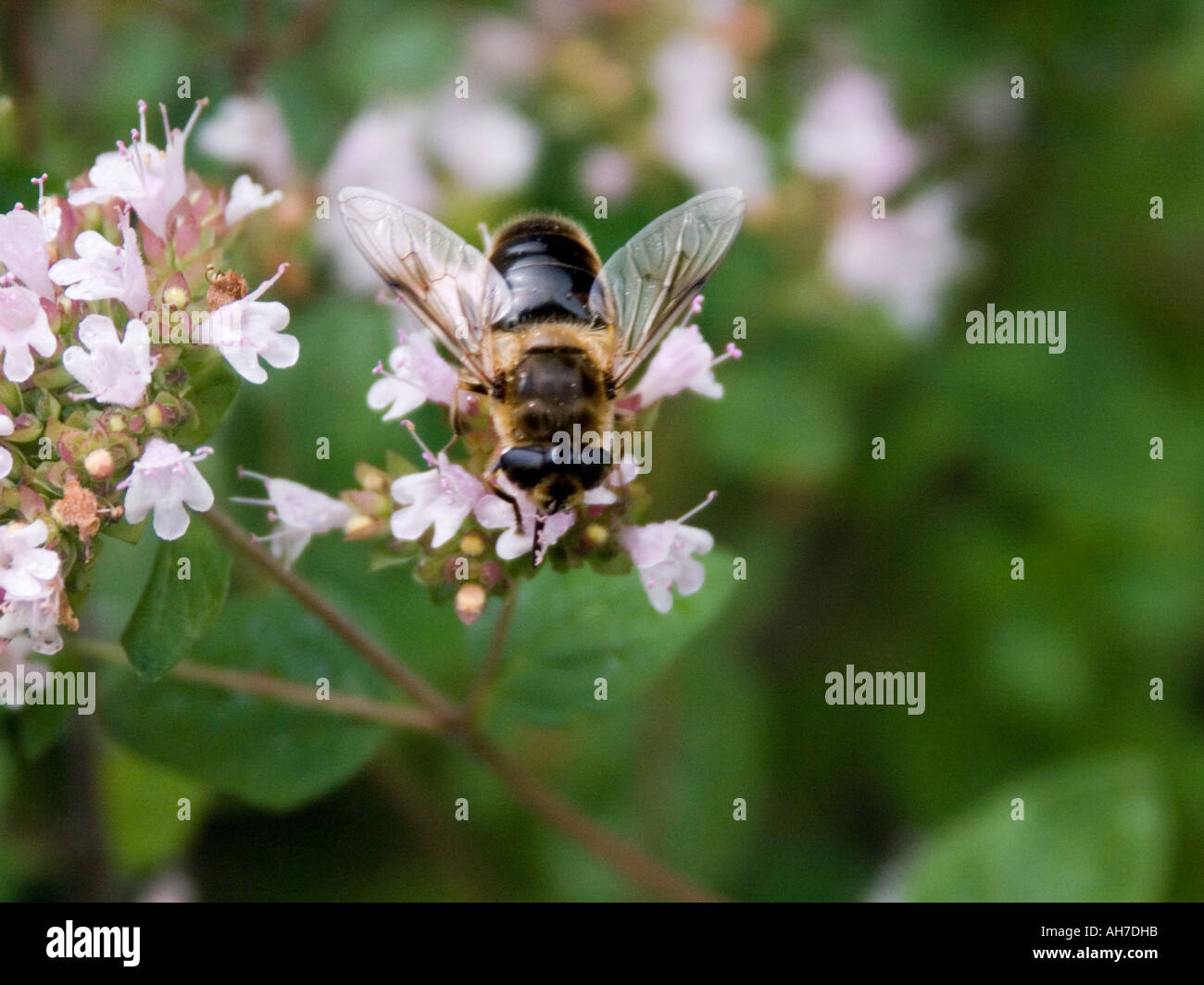 Eristalis Tenax hoverfly on flowering thyme Stock Photo