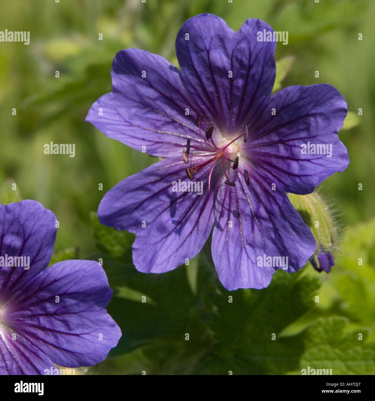 Close up of geranium Blue Blood flower Stock Photo