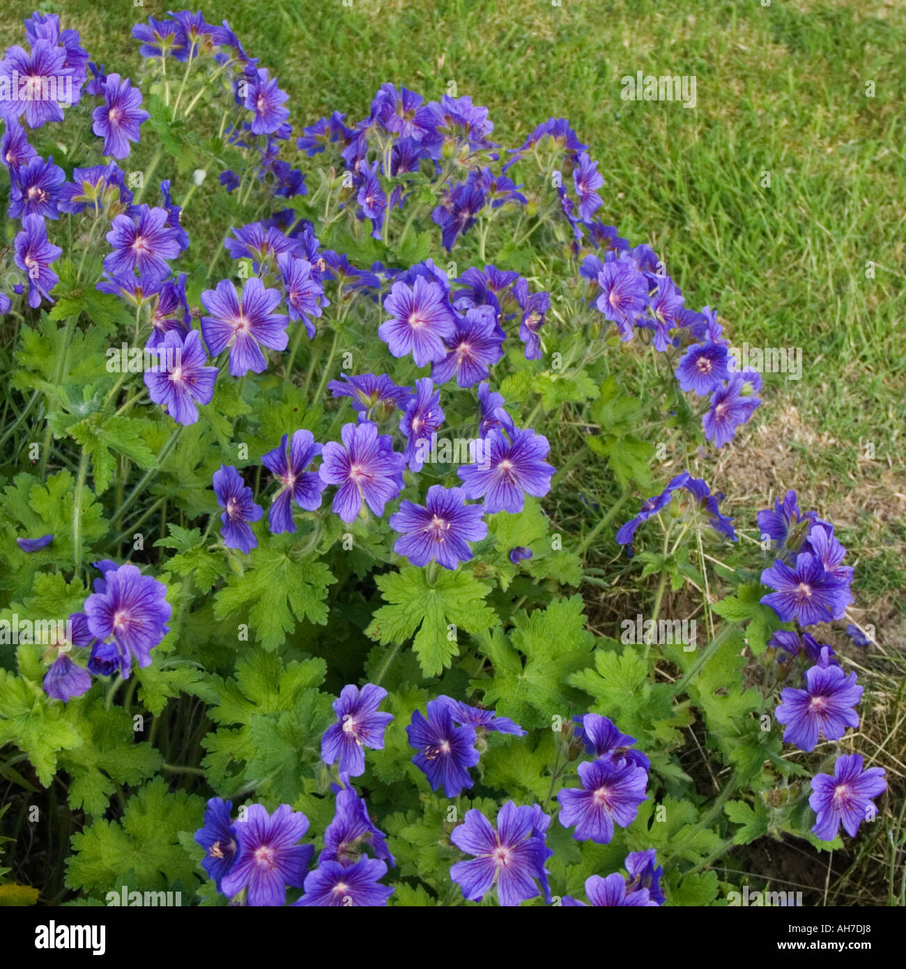 Geranium Blue Blood flowers Stock Photo