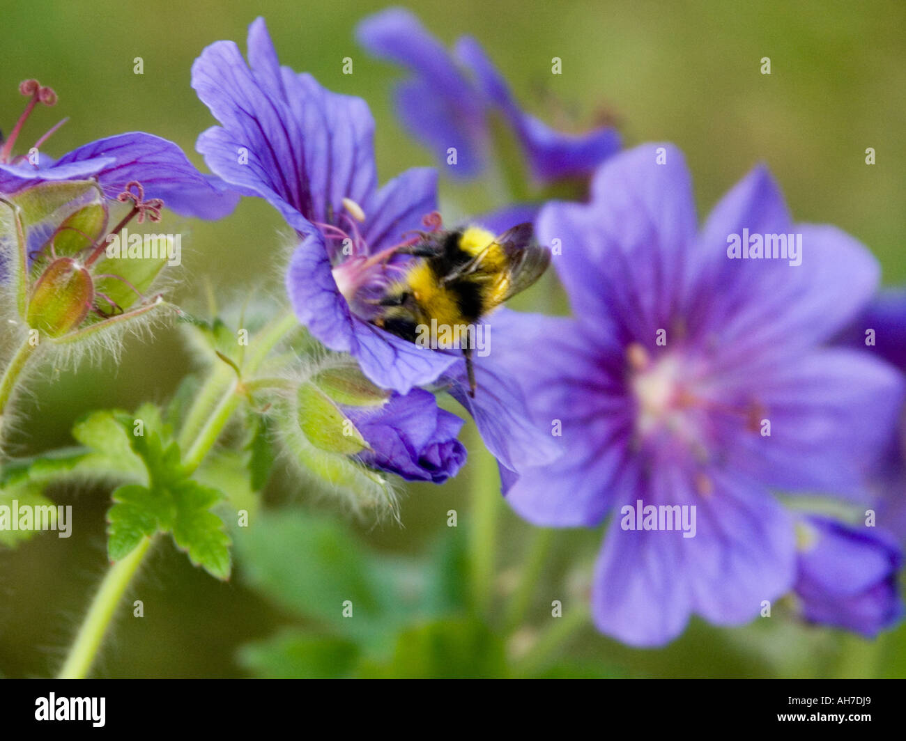 Bumble Bee head down in geranium Blue Blood flower in an English Garden Stock Photo
