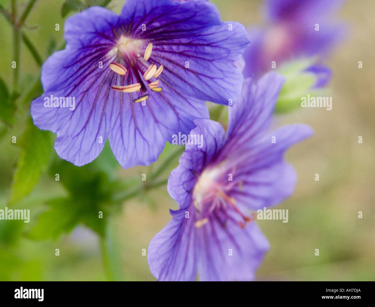 Close up of Geranium Blue Blood flowers Stock Photo