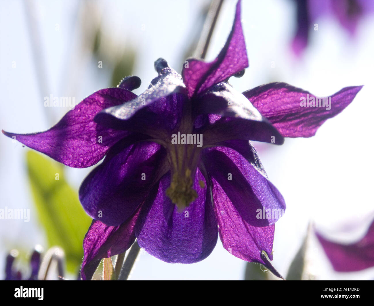 Close up of purple Grannie's Bonnet flower shot from below against strong sunlight Stock Photo