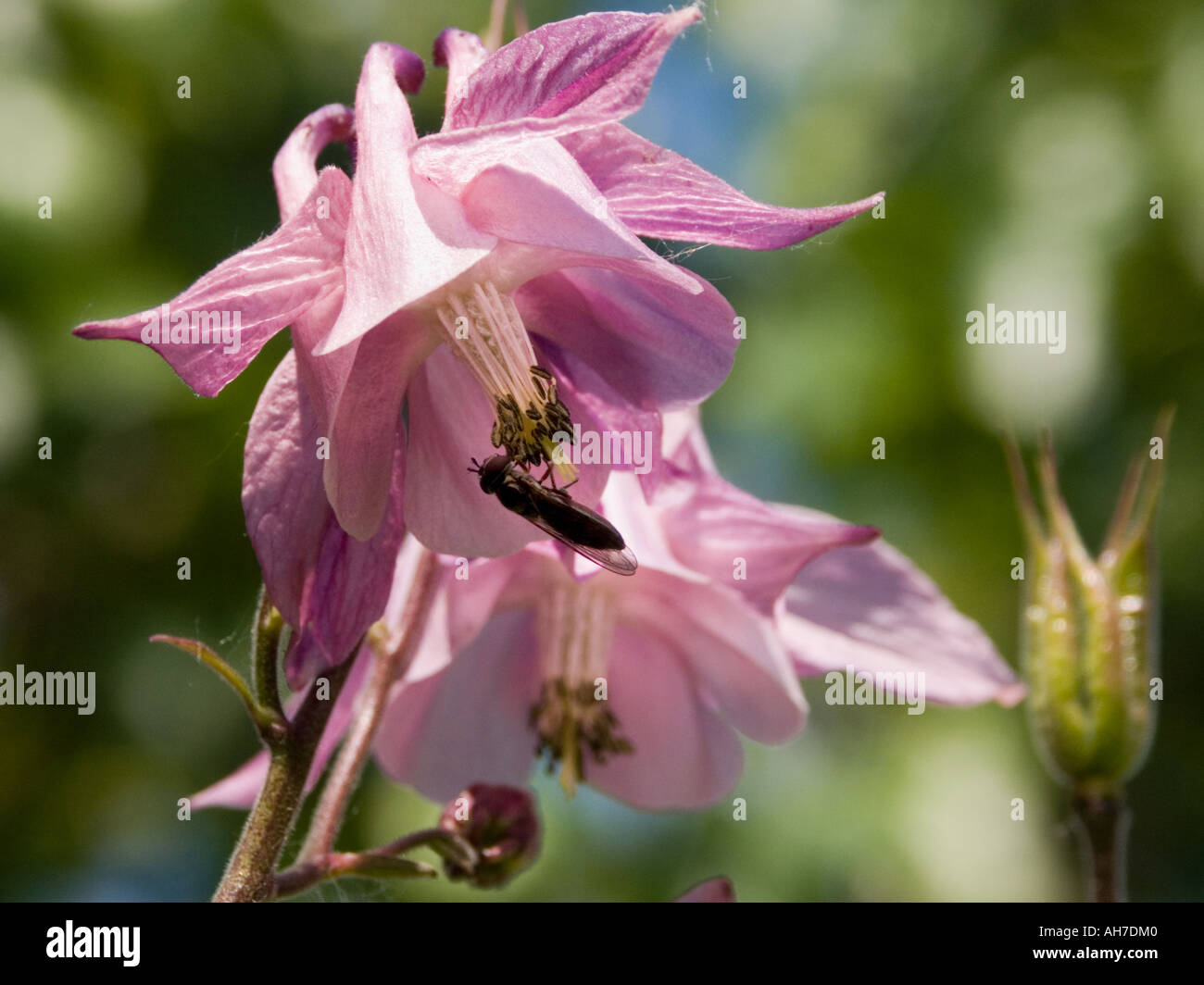 Close up of pink Grannie's Bonnet flowers with shore fly Stock Photo