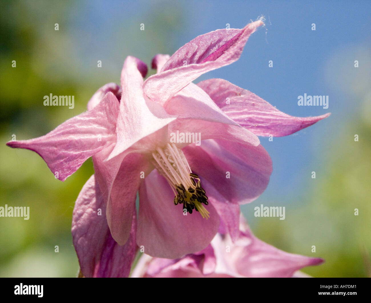 Close up of pink Grannie's Bonnet flower Stock Photo