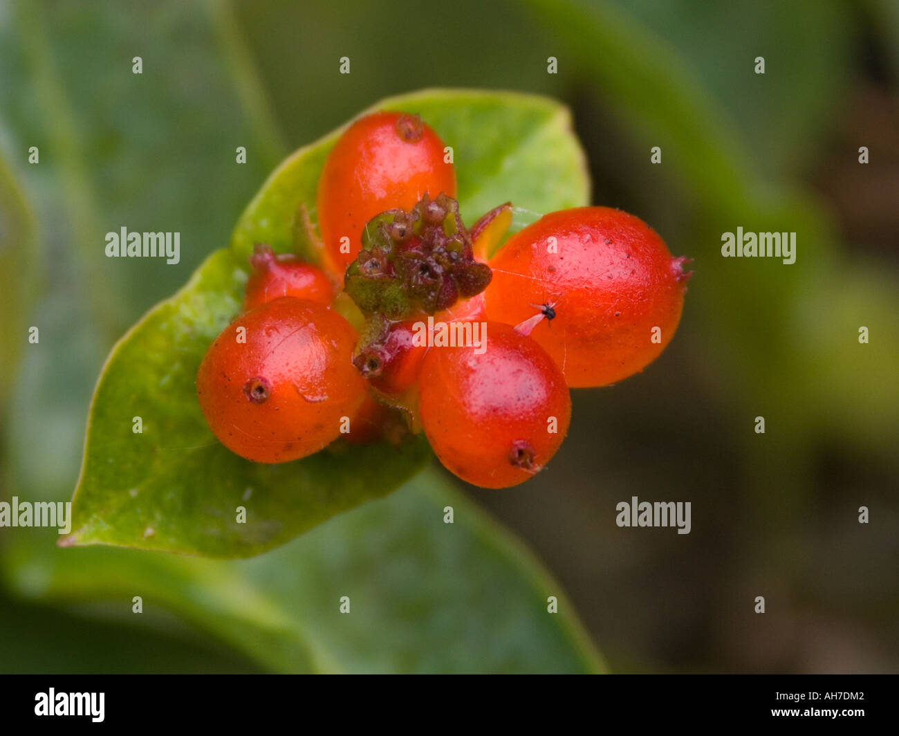 Honeysuckle berries english hires stock photography and images Alamy