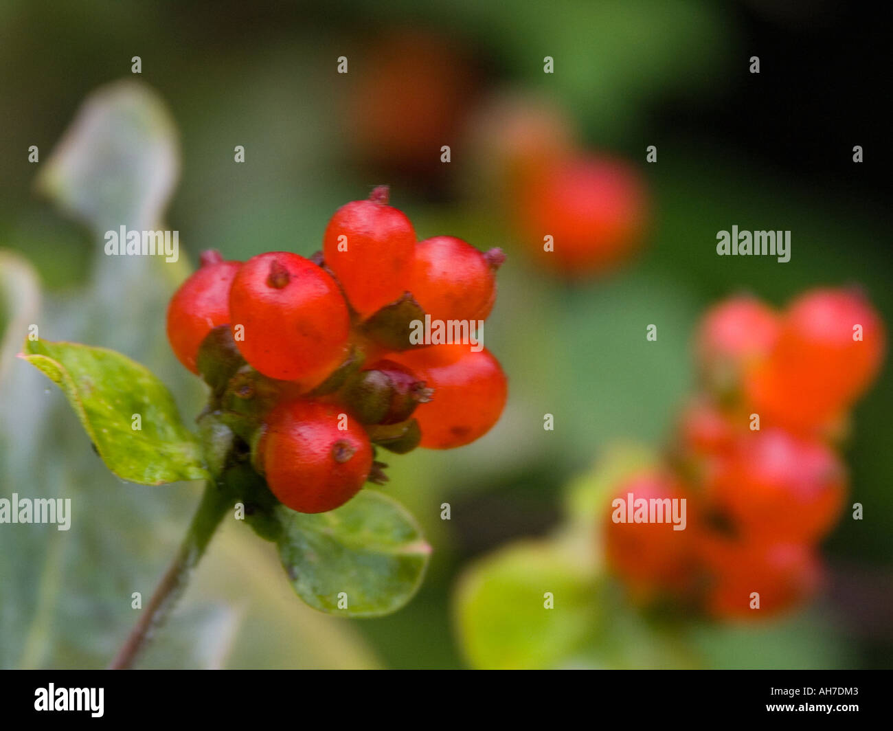 Close up of Honeysuckle berries in an English garden Stock Photo