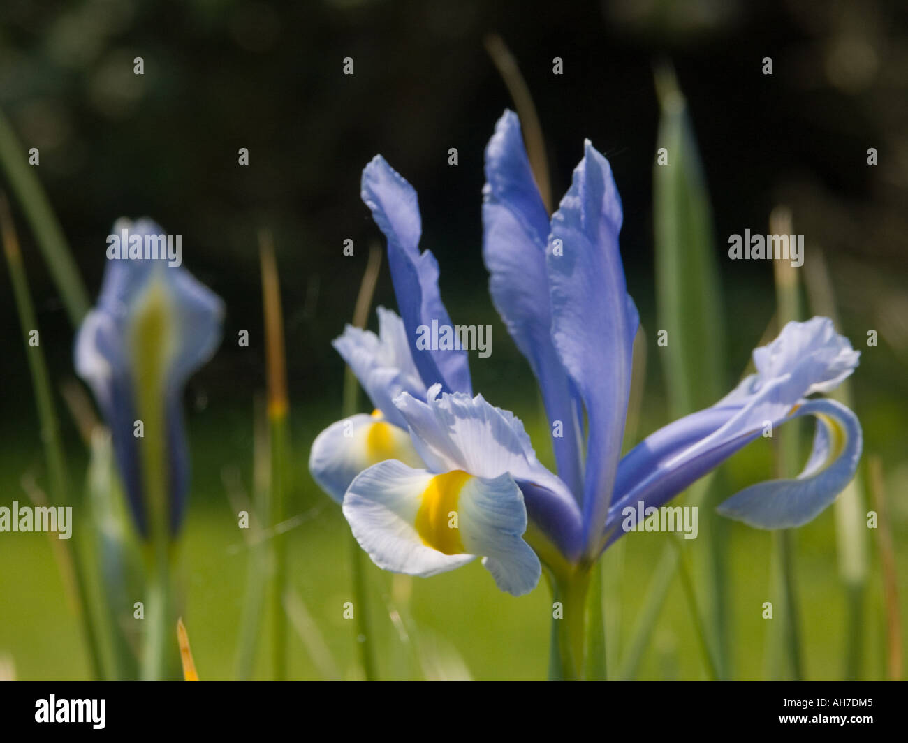 Close up of blue Iris flower with bud and opening flower behind Stock Photo