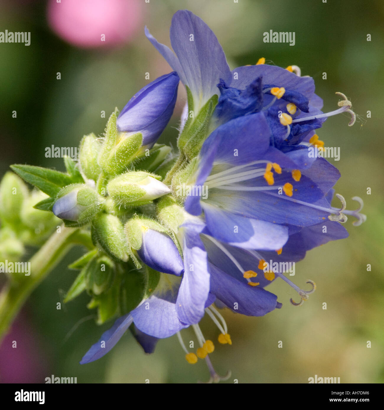 Close up of blue Jacobs Ladder flowers (Polemonium Caeruleum, greek valerian, charity plant), England Stock Photo