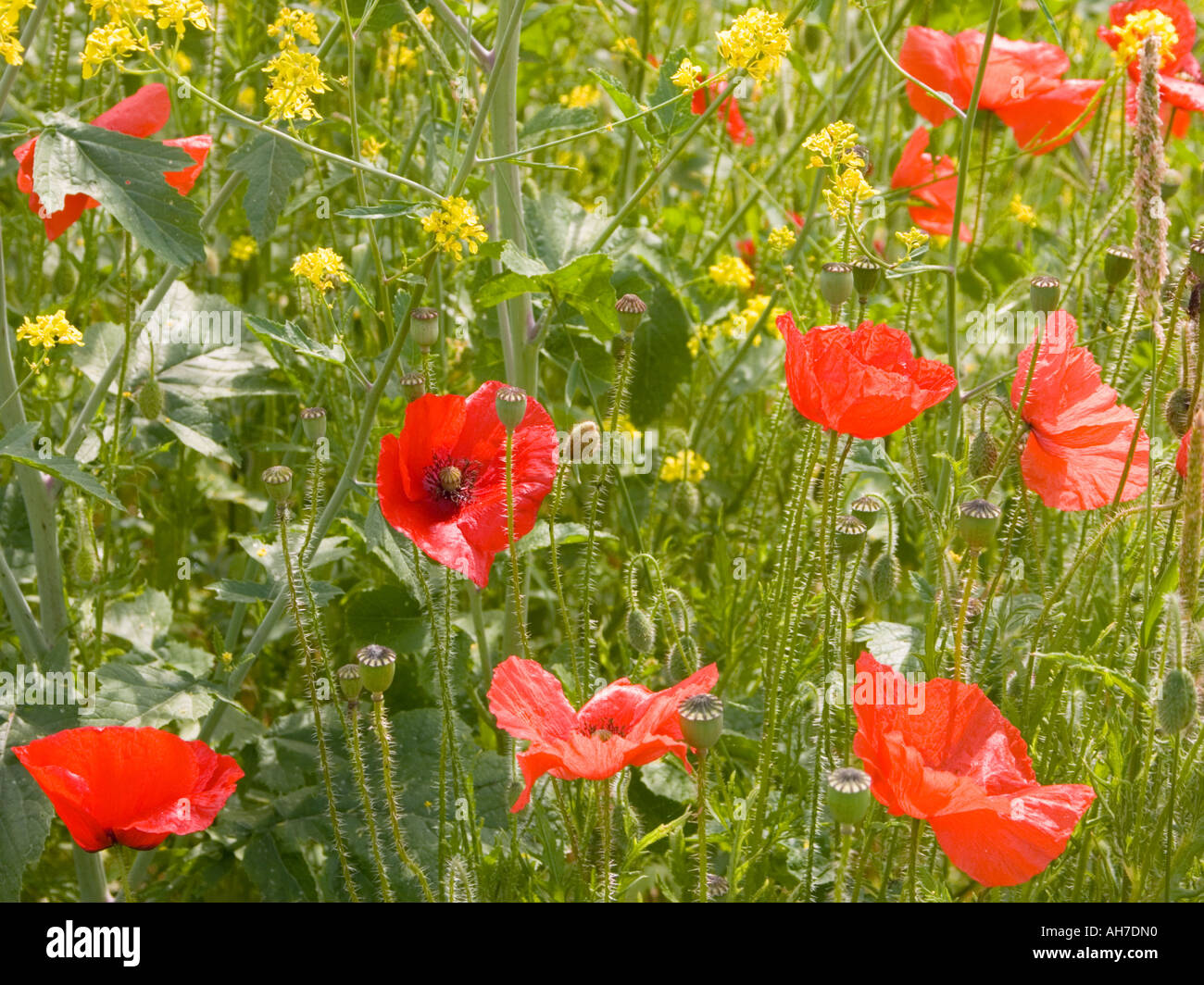 Poppies and Oilseed Rape Stock Photo