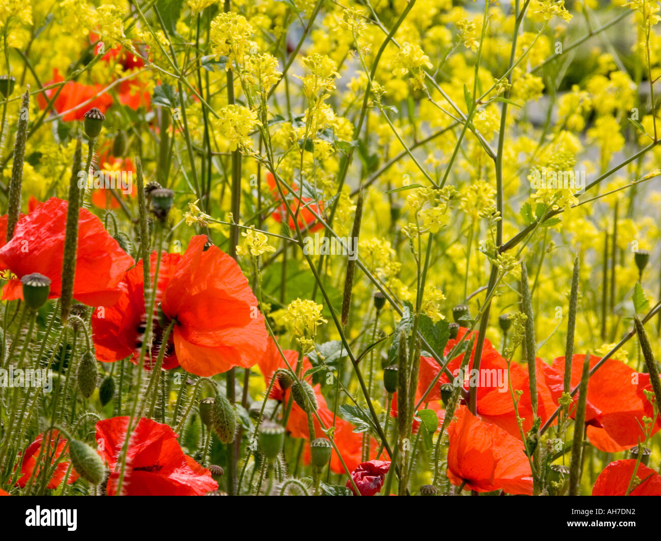 Poppies and Oilseed Rape growing wild, Wiltshire, England Stock Photo