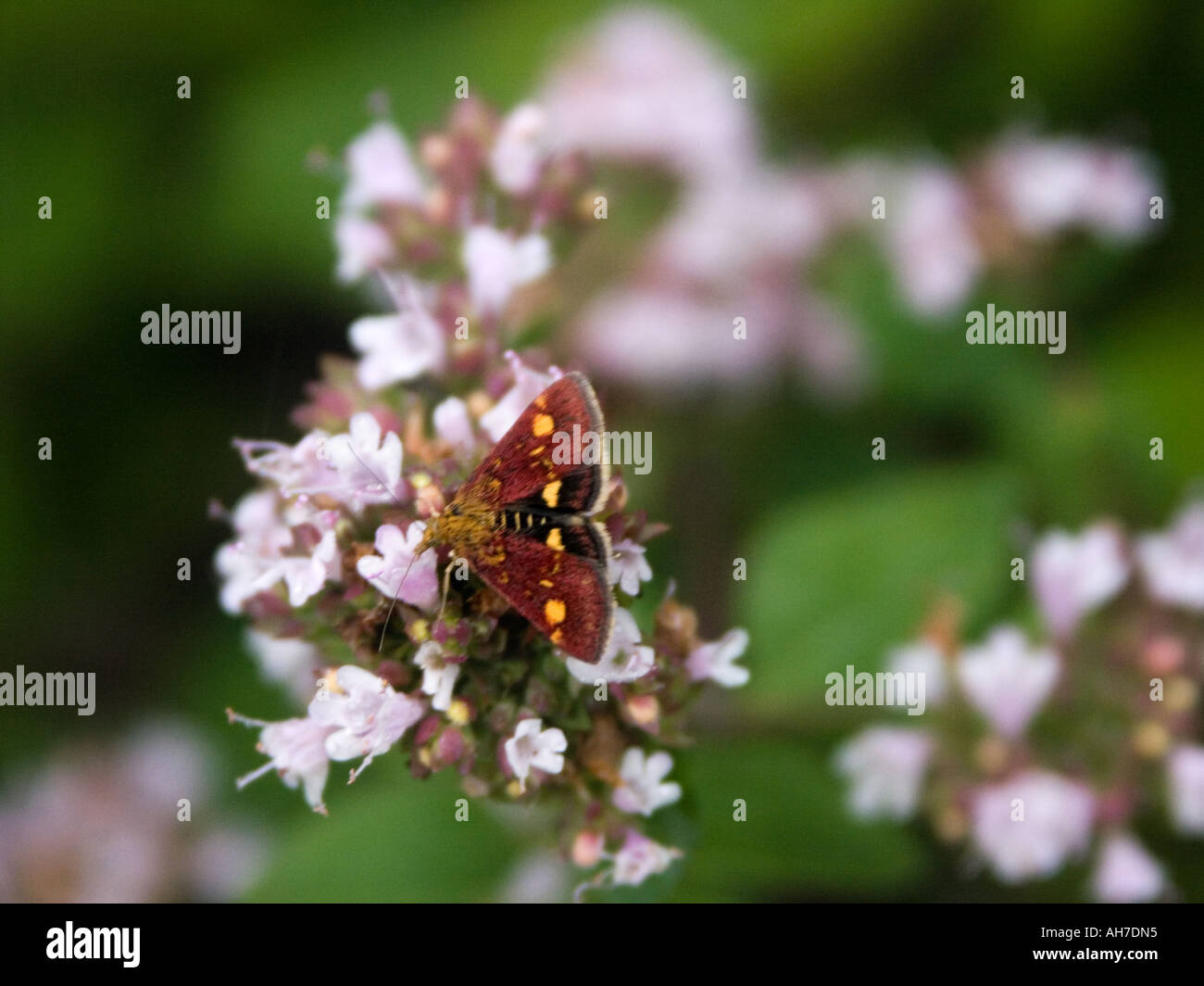 Pyrausta Purpuralis (purpurmott, mint moth) moth on flowering thyme Stock Photo