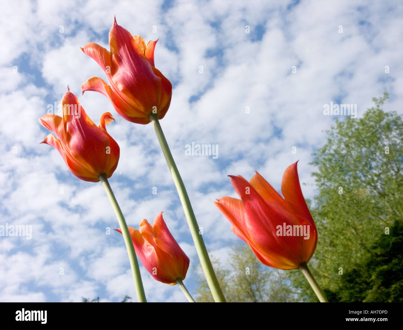 Tall orange red tulips (Tulipa Marjolein) pictured from below against a mackerel spring sky, England Stock Photo