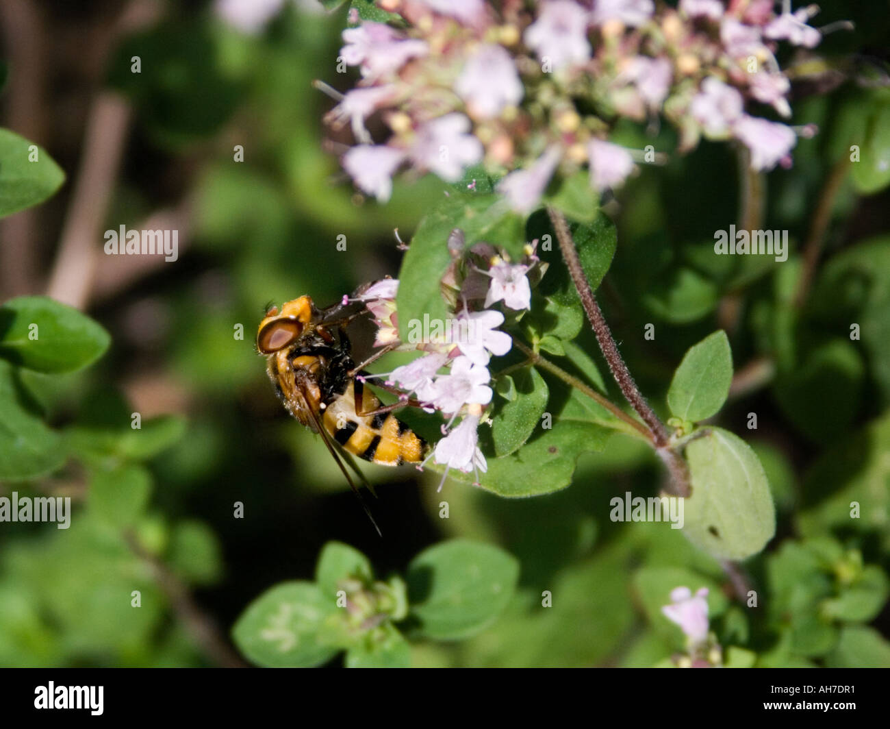 Volucella Inanis hoverfly on flowering thyme Stock Photo