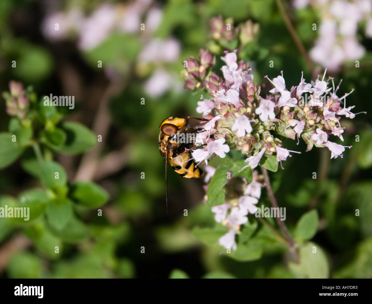 Volucella Inanis hoverfly on flowering thyme Stock Photo