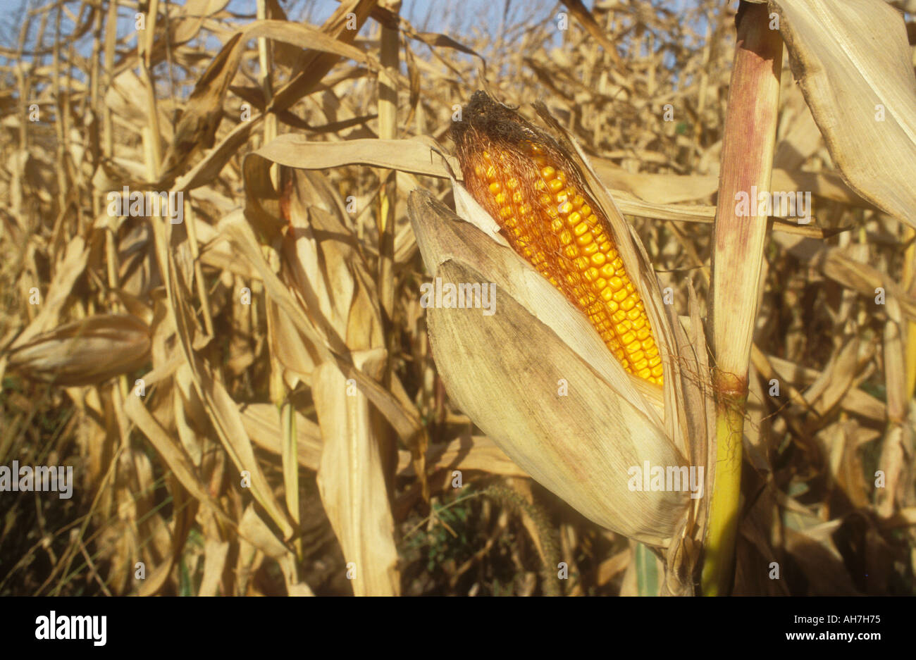 Ripe Corn on the Cob or Maize revealed in field Stock Photo