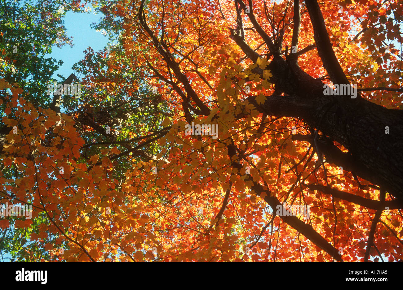 Looking up Maple tres in full Fall colors in woodland Stock Photo