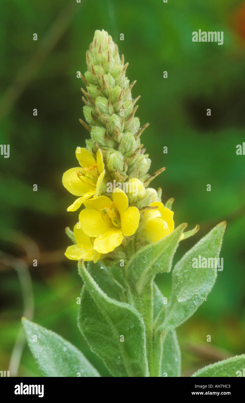 Flower spike of Common Mullein Stock Photo