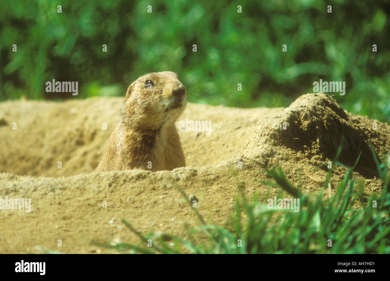 Black tailed Prairie Dog popping out of hole Stock Photo