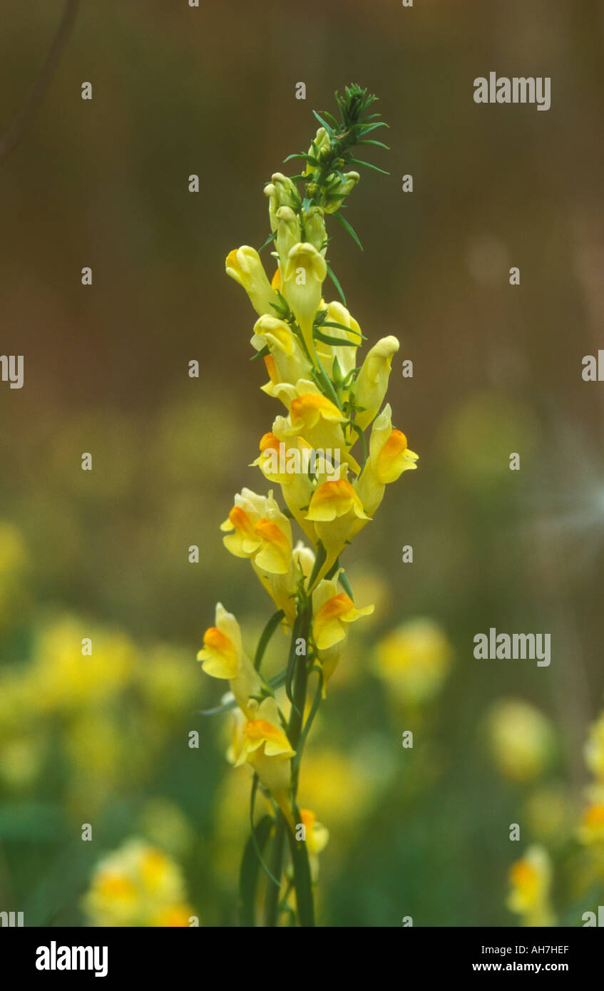 Flower spike of Butter and Eggs or Common Toadflax Stock Photo