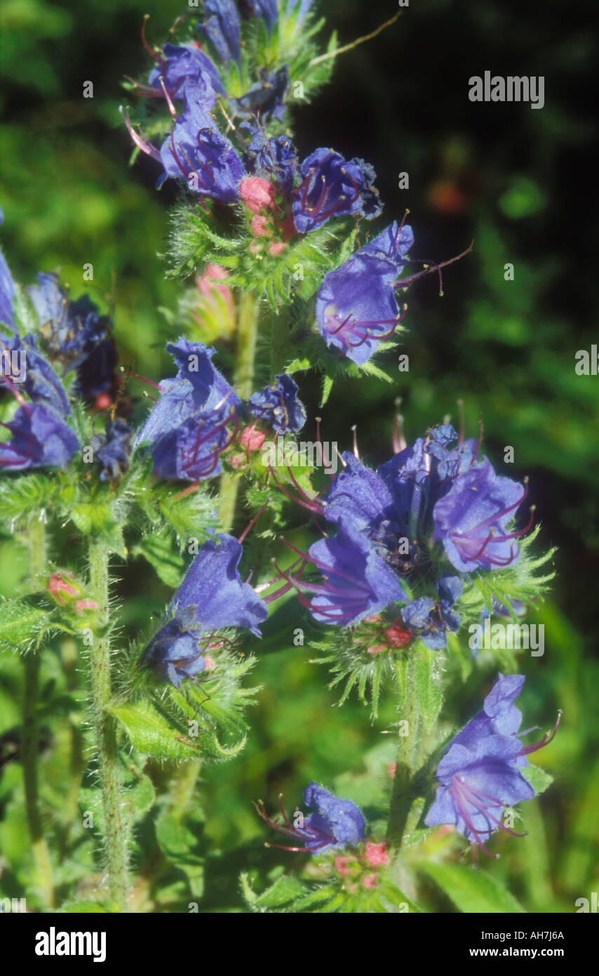 Viper s Bugloss flowers in close up Stock Photo