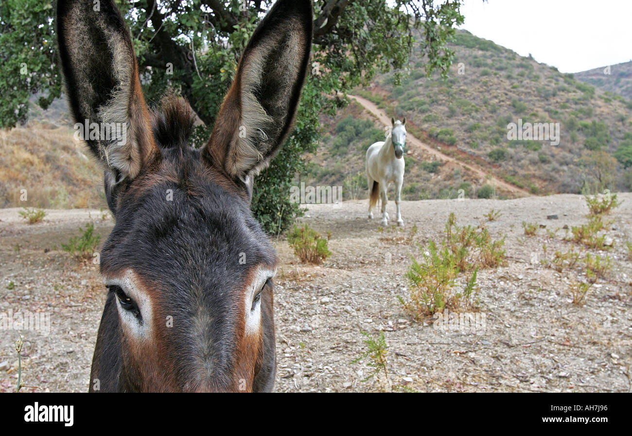 Close up of Spanish donkey with white horse in background Stock Photo