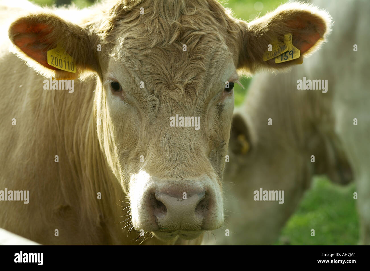 cow cattle beef steer steak in field farm agriculture animal husbandry