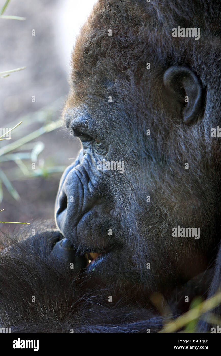 Gorilla waiting in hi-res stock photography and images - Alamy