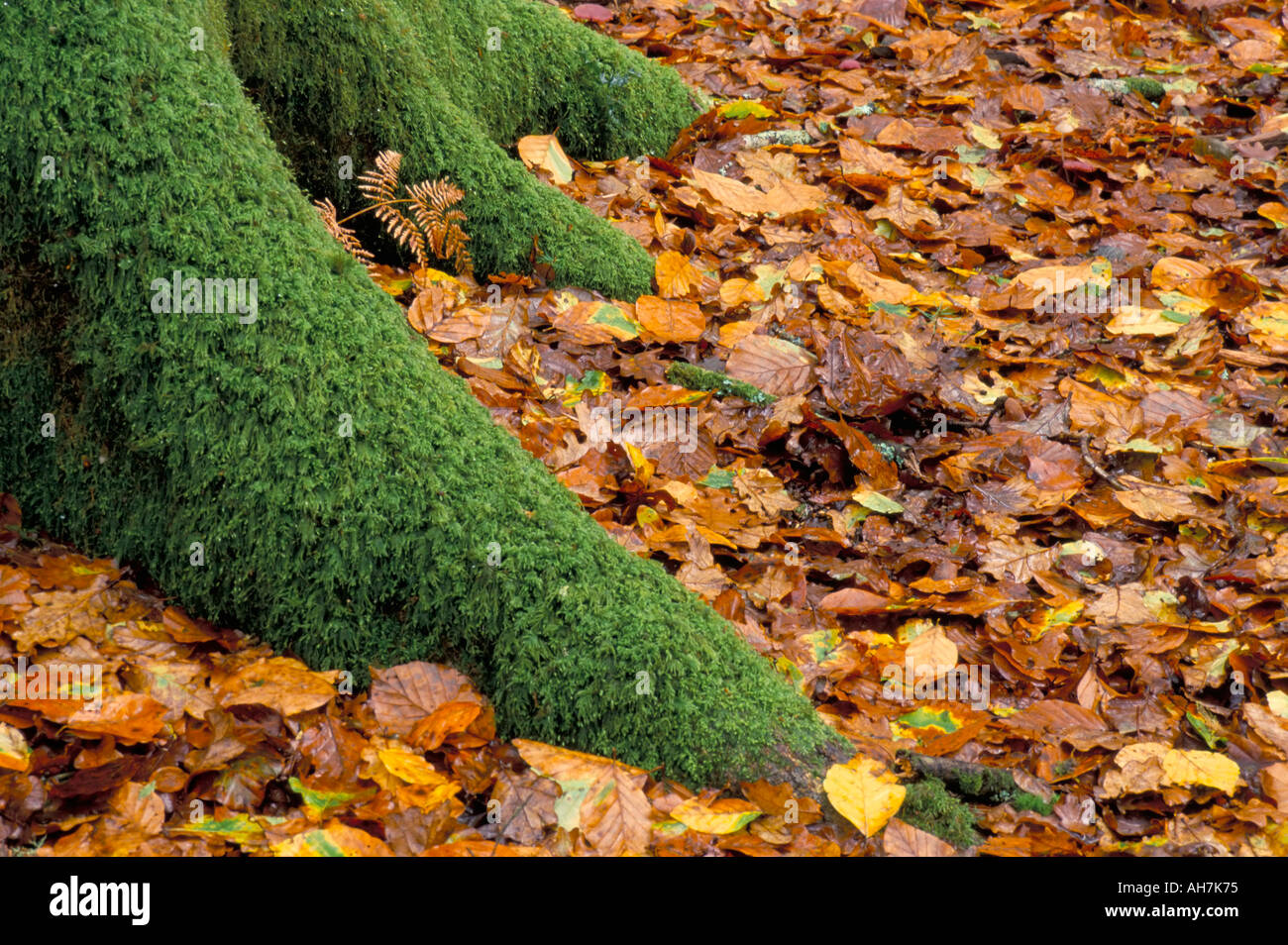Forest moss europe hi-res stock photography and images - Alamy