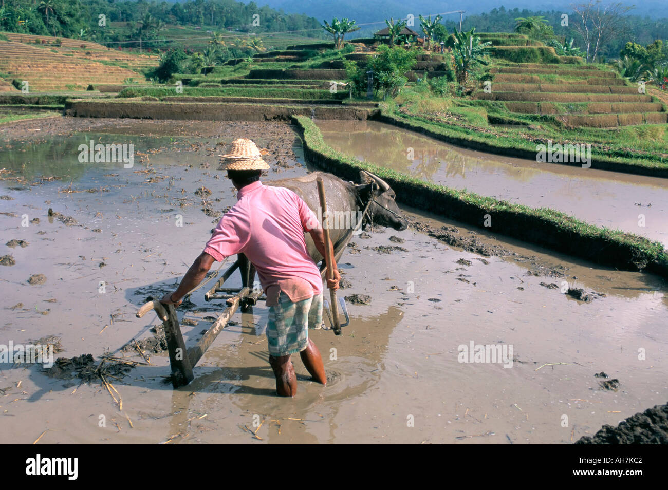 Farmer ploughing flooded rice field central area island of Bali ...