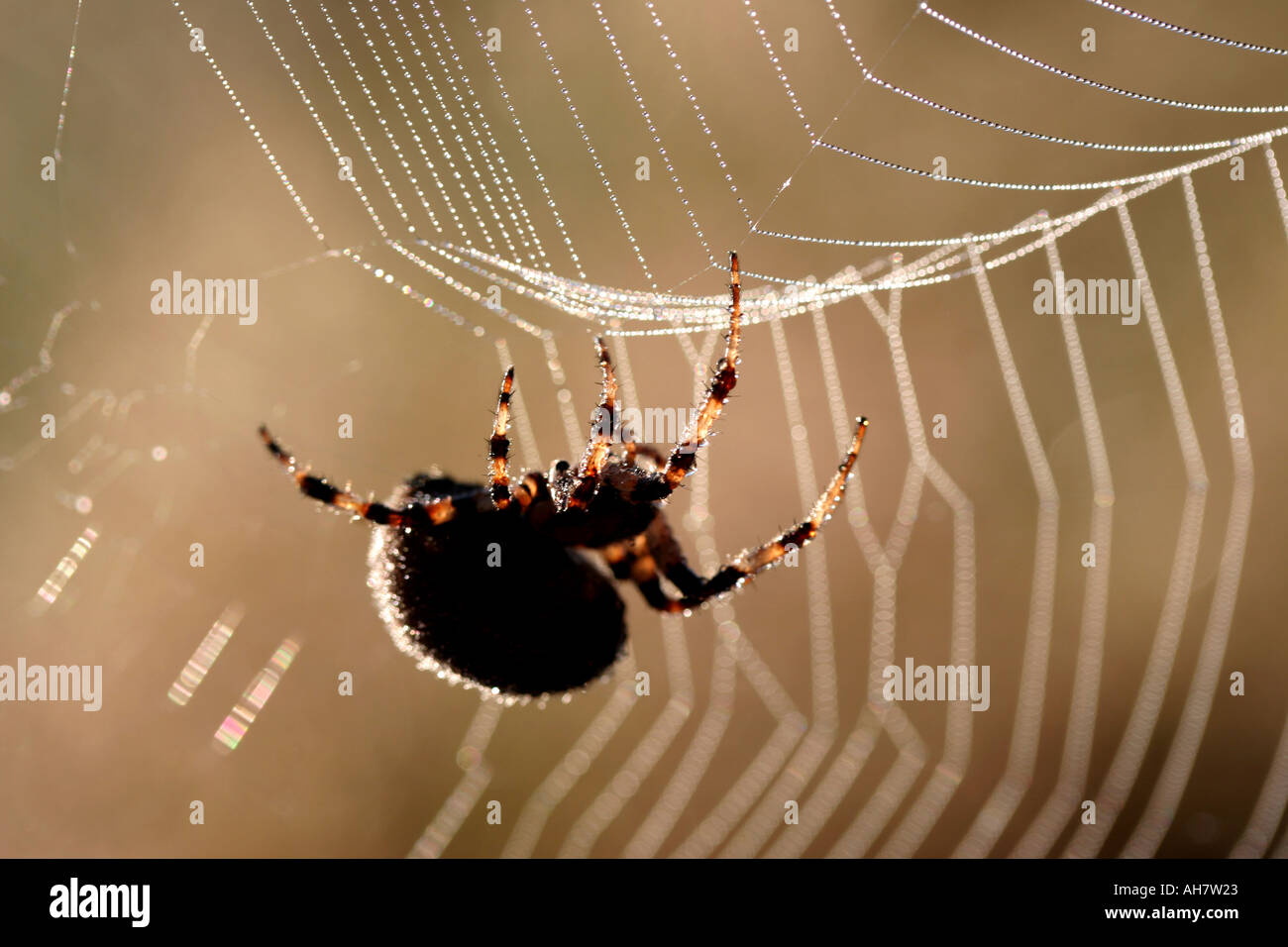 Spider moving along a web Stock Photo - Alamy