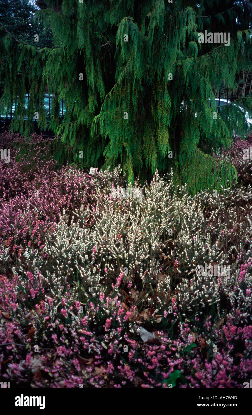 Pink and white heather, Botanical gardens, Royal Victoria Park, Bath Spa, Somerset, UK Stock Photo