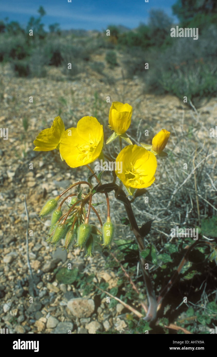 Yellow Cups or Desert Primrose Stock Photo