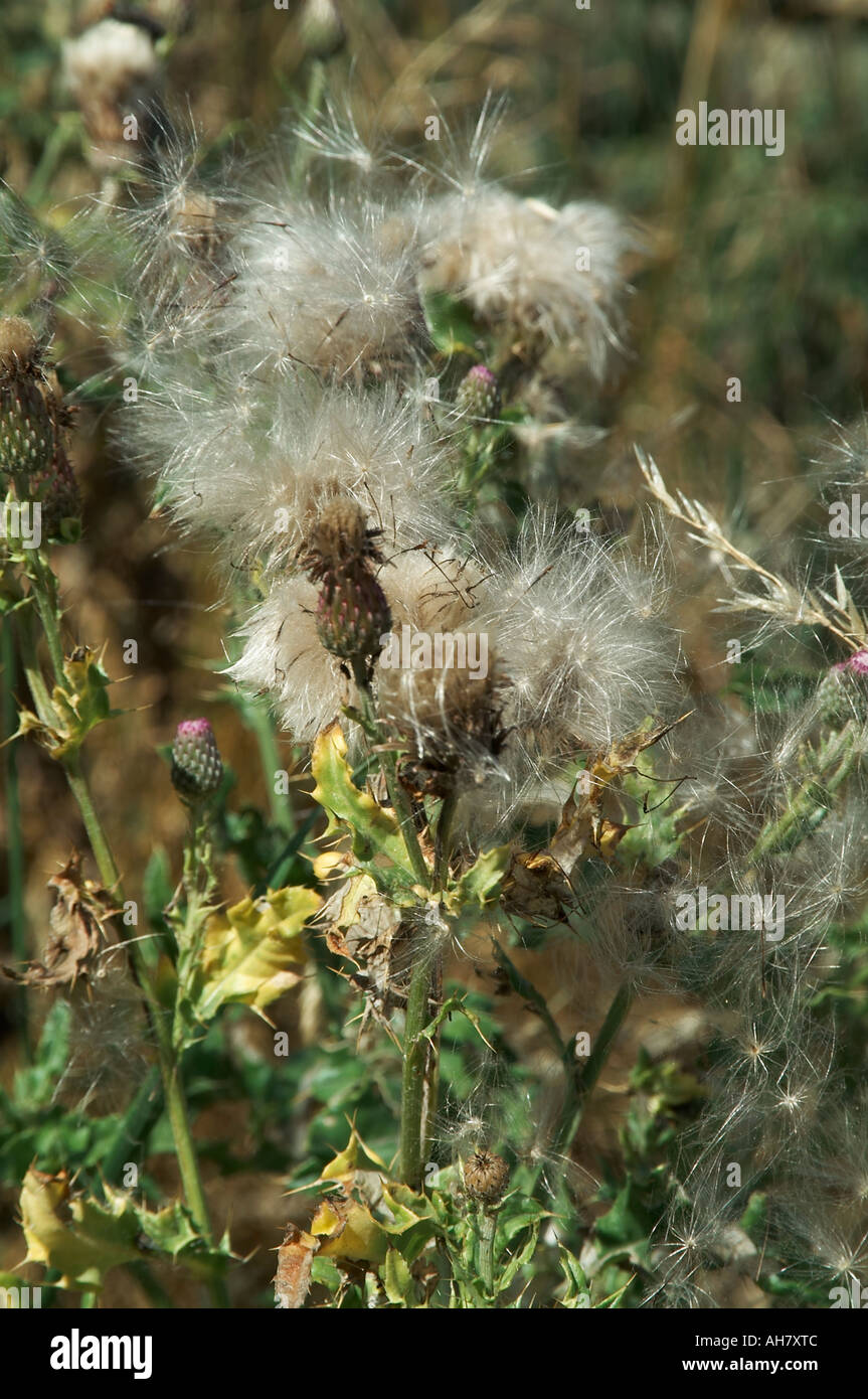 Thistle, thistles, pollination, seed, dispersal, weed, weeds, Scottish