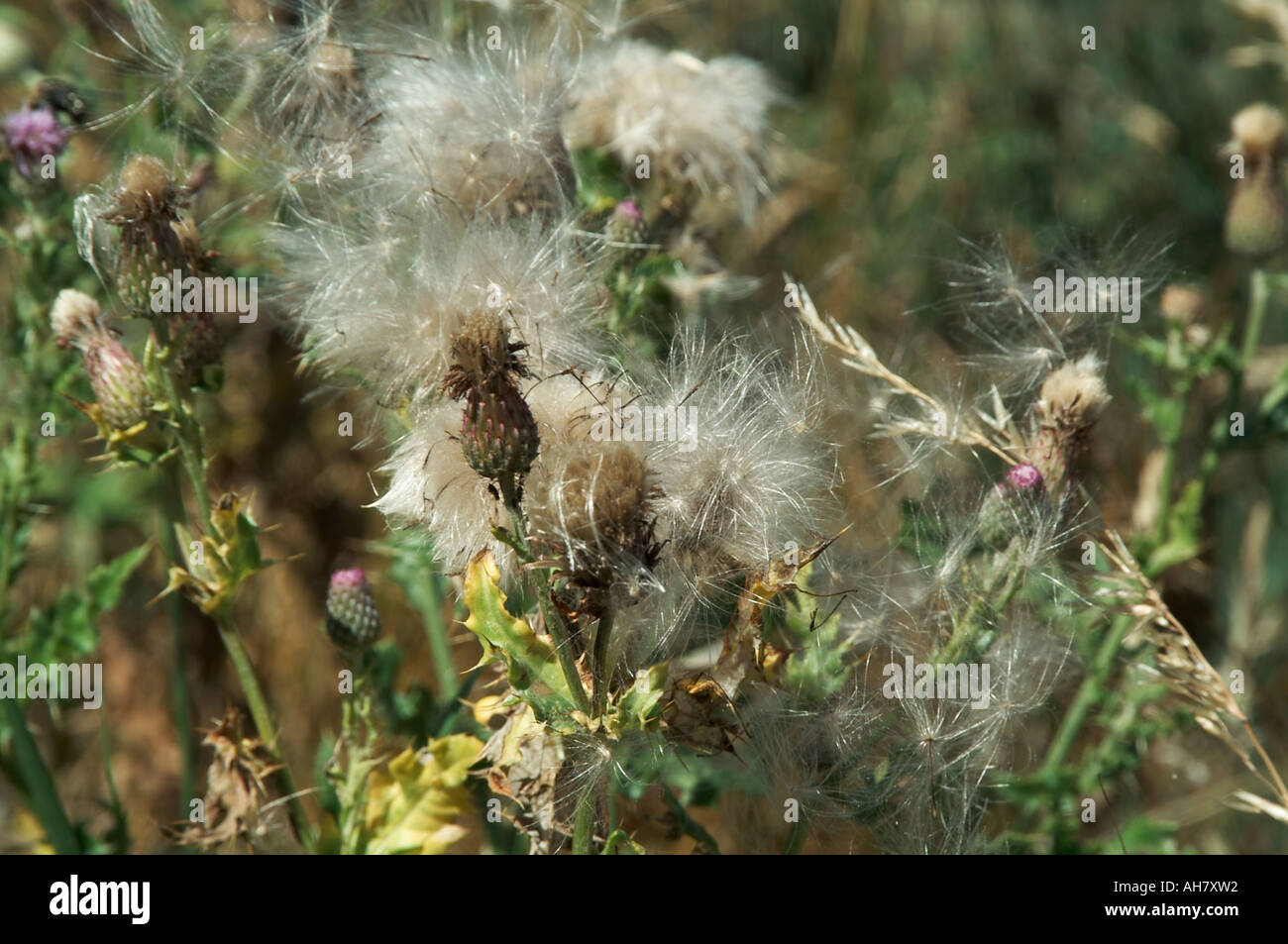 Thistle, thistles, pollination, seed, dispersal, weed, weeds, Scottish